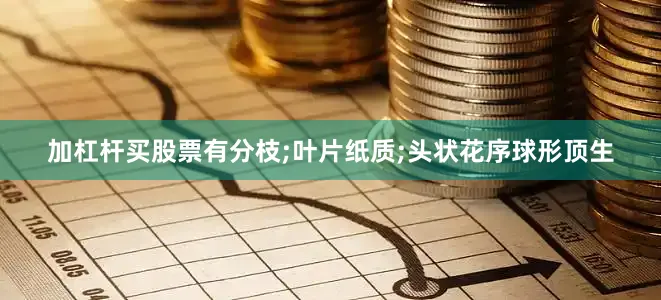 加杠杆买股票有分枝;叶片纸质;头状花序球形顶生